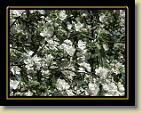 drzewa-kwiaty 0008 * Minolta DSC * 2560 x 1920 * (3.25MB)