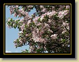 drzewa-kwiaty 0159 * Minolta DSC * 2560 x 1920 * (3.42MB)