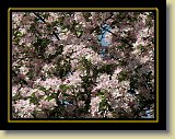 drzewa-kwiaty 0160 * Minolta DSC * 2560 x 1920 * (3.77MB)