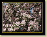 drzewa-kwiaty 0161 * Minolta DSC * 2560 x 1920 * (3.83MB)