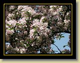drzewa-kwiaty 0162 * Minolta DSC * 2560 x 1920 * (3.5MB)