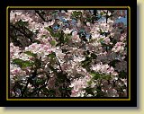 drzewa-kwiaty 0163 * Minolta DSC * 2560 x 1920 * (3.3MB)