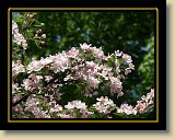drzewa-kwiaty 0164 * Minolta DSC * 2560 x 1920 * (3.12MB)