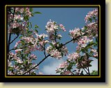 drzewa-kwiaty 0165 * Minolta DSC * 2560 x 1920 * (3.27MB)