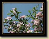 drzewa-kwiaty 0166 * Minolta DSC * 2560 x 1920 * (3.13MB)