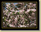 drzewa-kwiaty 0167 * Minolta DSC * 2560 x 1920 * (3.61MB)