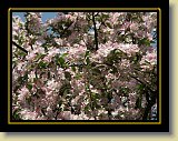 drzewa-kwiaty 0168 * Minolta DSC * 2560 x 1920 * (3.5MB)