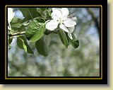 drzewa-kwiaty 0169 * Minolta DSC * 2560 x 1920 * (2.6MB)