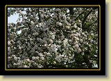 drzewa-kwiaty 0254 * 3456 x 2304 * (4.19MB)