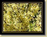krzewy-kwiaty 0012 * Minolta DSC * 2560 x 1920 * (3.2MB)