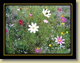 kwiaty 0040 * 2048 x 1536 * (1.49MB)