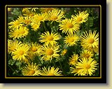 kwiaty 0047 * Minolta DSC * 2560 x 1920 * (3.55MB)