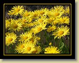 kwiaty 0048 * Minolta DSC * 2560 x 1920 * (3.38MB)