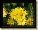 kwiaty 0050 * Minolta DSC * 2560 x 1920 * (2.67MB)