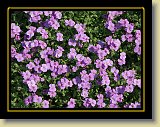 kwiaty 0054 * Minolta DSC * 2560 x 1920 * (3.65MB)