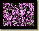 kwiaty 0063 * Minolta DSC * 2560 x 1920 * (3.62MB)