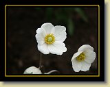 kwiaty 0070 * Minolta DSC * 2560 x 1920 * (2.3MB)