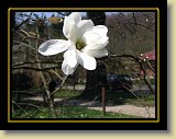 magnolie 0001 * 2048 x 1536 * (657KB)