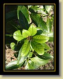 magnolie 0002 * 1536 x 2048 * (1.68MB)