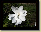 magnolie 0003 * 2048 x 1536 * (590KB)