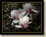magnolie 0006 * Minolta DSC * 2560 x 1920 * (2.56MB)