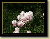 magnolie 0007 * Minolta DSC * 2560 x 1920 * (2.69MB)