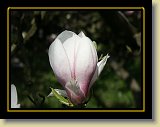 magnolie 0008 * Minolta DSC * 2560 x 1920 * (2.33MB)