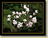 magnolie 0009 * Minolta DSC * 2560 x 1920 * (3.88MB)