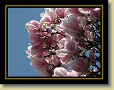 magnolie 0010 * Minolta DSC * 2560 x 1920 * (2.79MB)
