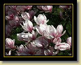 magnolie 0012 * Minolta DSC * 2560 x 1920 * (2.8MB)