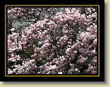magnolie 0013 * Minolta DSC * 2560 x 1920 * (4.31MB)