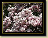 magnolie 0015 * Minolta DSC * 2560 x 1920 * (3.3MB)