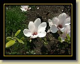 magnolie 0017 * Minolta DSC * 2560 x 1920 * (3.07MB)