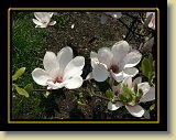 magnolie 0018 * Minolta DSC * 2560 x 1920 * (3.2MB)