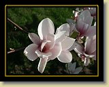 magnolie 0021 * Minolta DSC * 2560 x 1920 * (2.55MB)