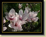 magnolie 0022 * Minolta DSC * 2560 x 1920 * (2.66MB)