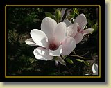 magnolie 0023 * Minolta DSC * 2560 x 1920 * (2.39MB)