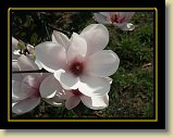 magnolie 0024 * Minolta DSC * 2560 x 1920 * (2.58MB)