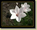 magnolie 0025 * Minolta DSC * 2560 x 1920 * (2.69MB)