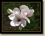 magnolie 0026 * Minolta DSC * 2560 x 1920 * (2.74MB)
