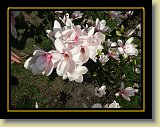 magnolie 0030 * Minolta DSC * 2560 x 1920 * (3.34MB)