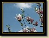 magnolie 0031 * Minolta DSC * 2560 x 1920 * (2.66MB)