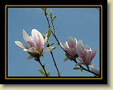 magnolie 0032 * Minolta DSC * 2560 x 1920 * (2.55MB)