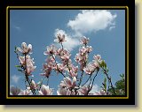 magnolie 0033 * Minolta DSC * 2560 x 1920 * (2.83MB)