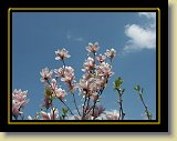 magnolie 0034 * Minolta DSC * 2560 x 1920 * (2.79MB)