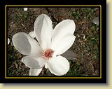 magnolie 0036 * Minolta DSC * 2560 x 1920 * (2.49MB)