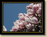 magnolie 0037 * Minolta DSC * 2560 x 1920 * (2.75MB)