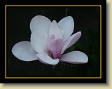 magnolie 0038 * Minolta DSC * 2560 x 1920 * (2.21MB)
