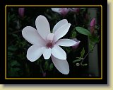 magnolie 0039 * Minolta DSC * 2560 x 1920 * (2.29MB)