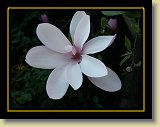 magnolie 0040 * Minolta DSC * 2560 x 1920 * (2.23MB)